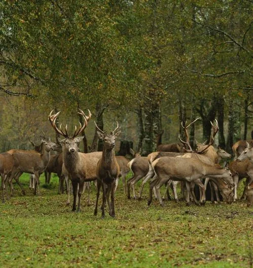 Ciervos en un entorno de bosque