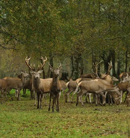 Grupo de ciervos rojos en una pradera rodeada de árboles