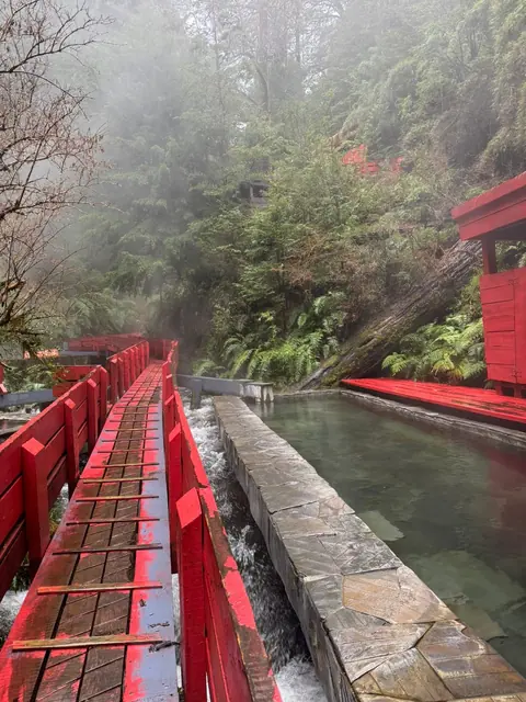 Pasarela roja junto al borde de una piscina y una construcción entre vegetación