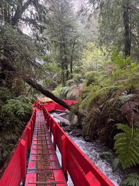 Pasarela roja junto a rocas y un tronco inclinado en un bosque denso