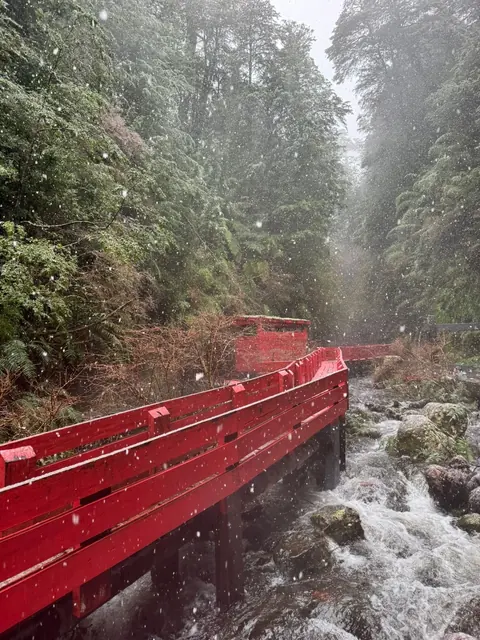 Puente rojo sobre un curso de agua entre árboles y vegetación