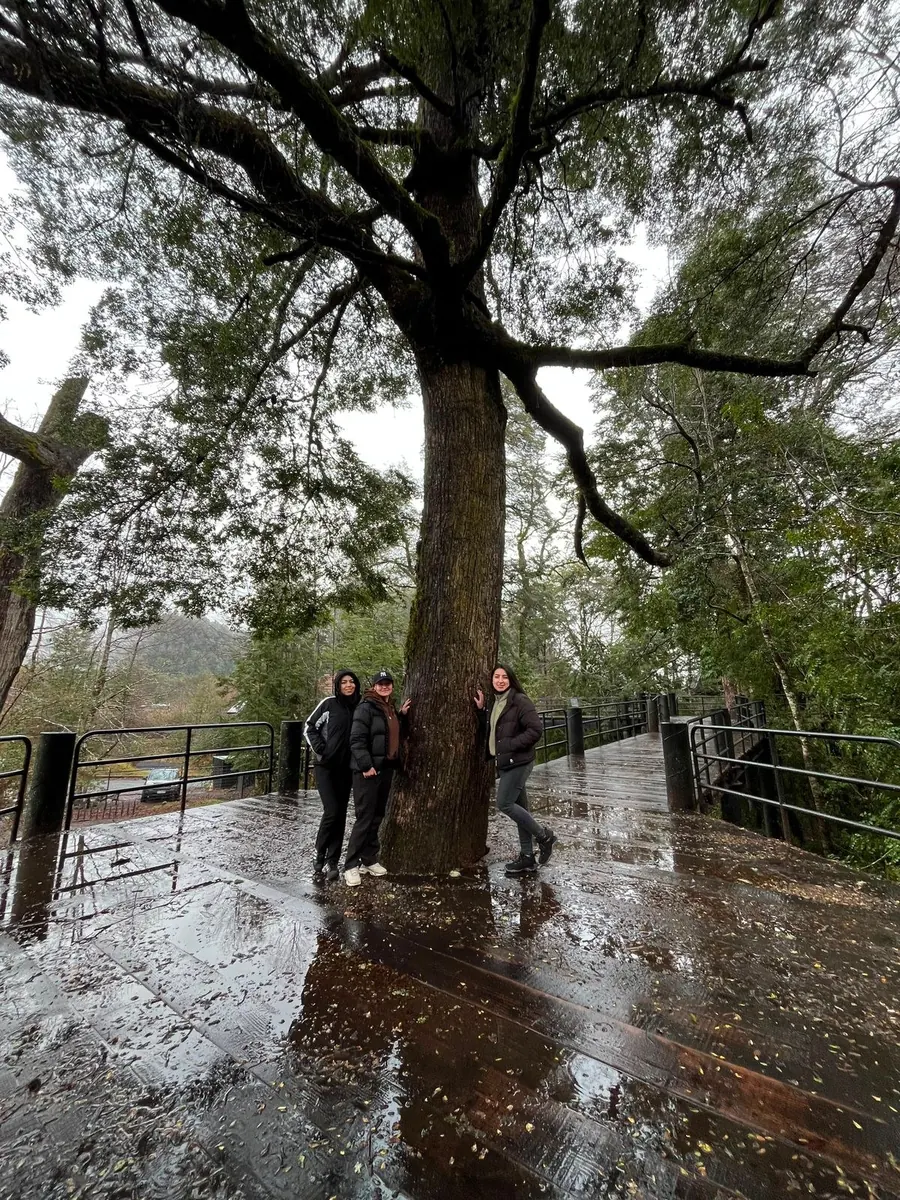 Visitantes junto a un gran árbol y una pasarela de madera